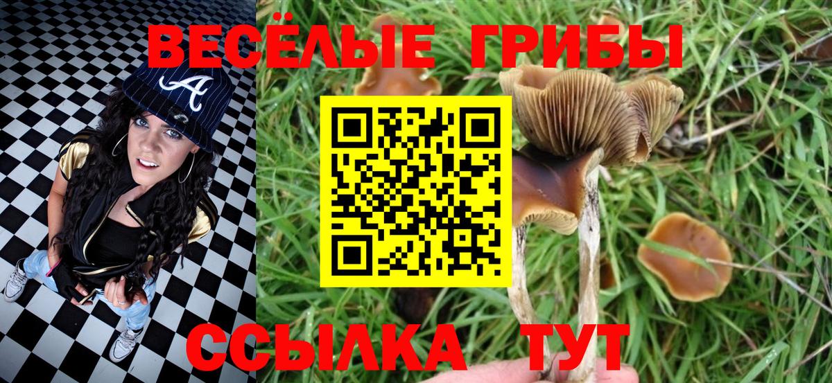 Галлюциногенные грибы Cubensis Коммунар